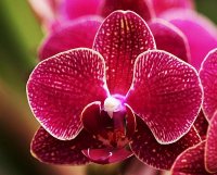 rosa orchidee